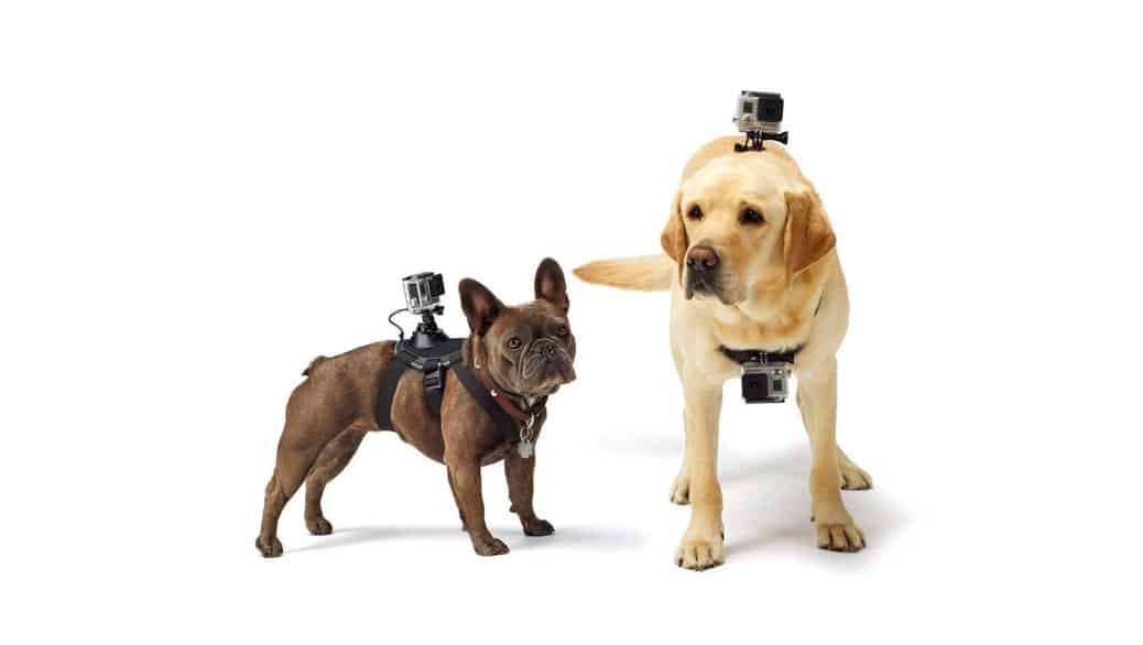 Arnés para Perros y animales ORDEL compatible con cámaras GoPro HERO