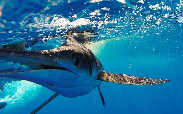 GoFish Cam, la cámara perfecta para los aficionados a la pesca