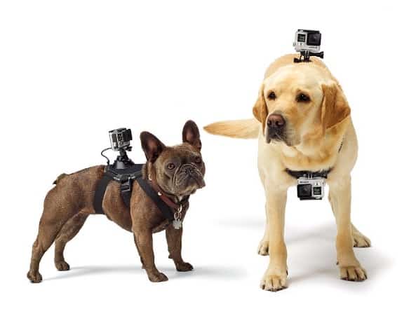 GoPro Fetch: arnes para perros